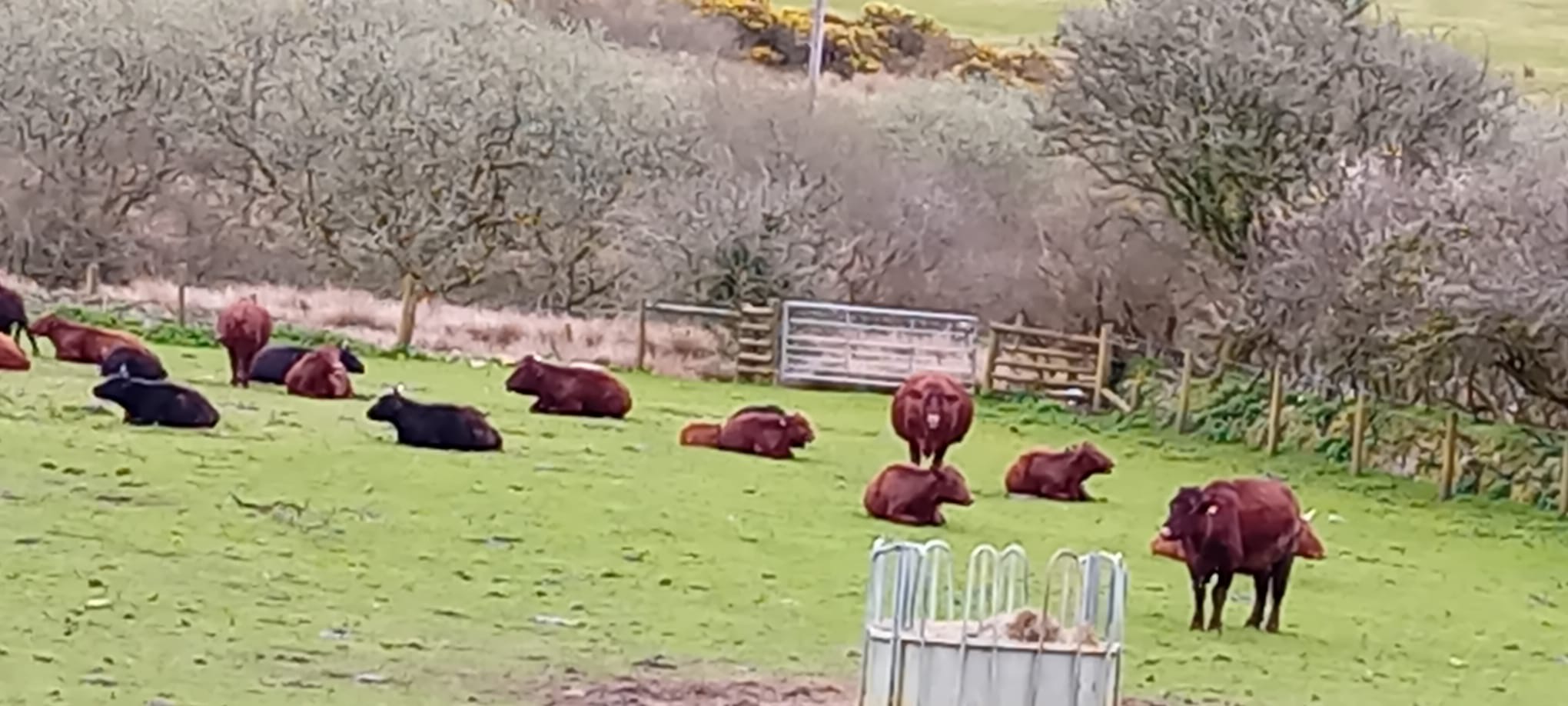 Cattle grazing on pasture in Devon
